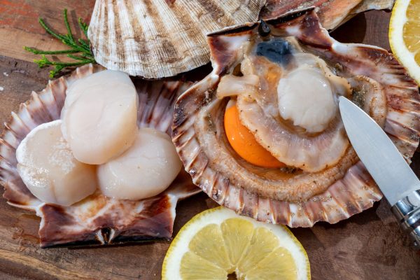 Coquilles Saint Jacques